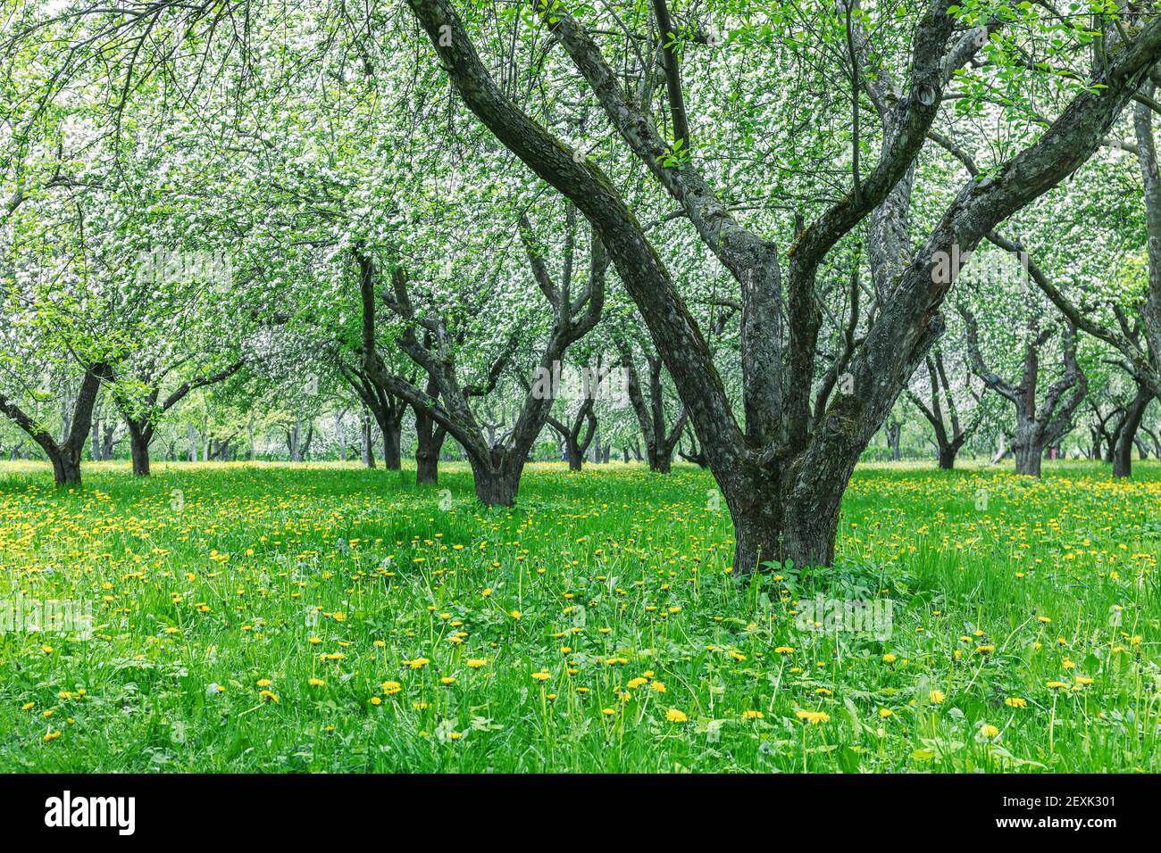 old apple trees blossoming on cloudy spring day in garden. spring landscape Stock Photo