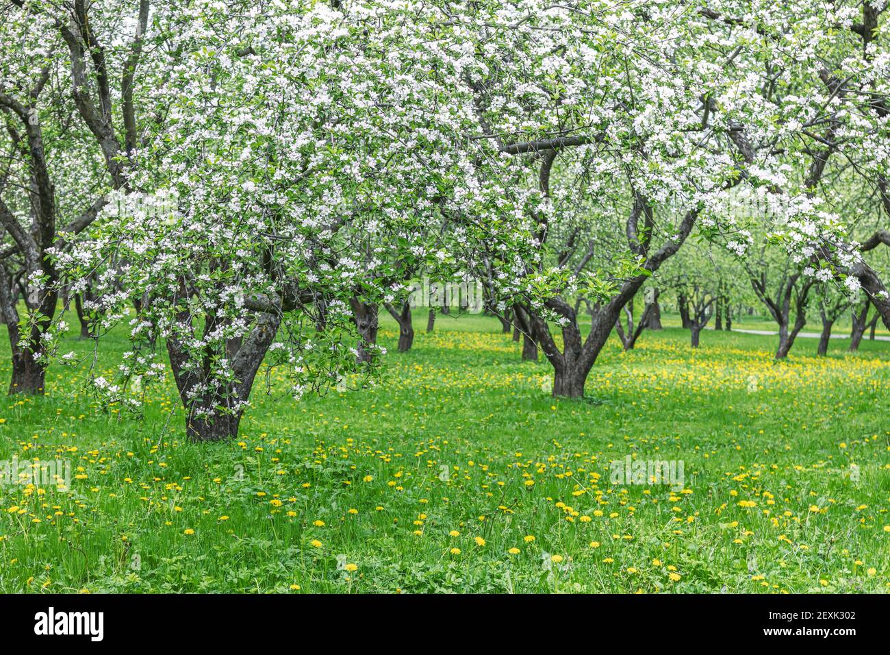 beautiful blooming white apple trees in spring garden Stock Photo