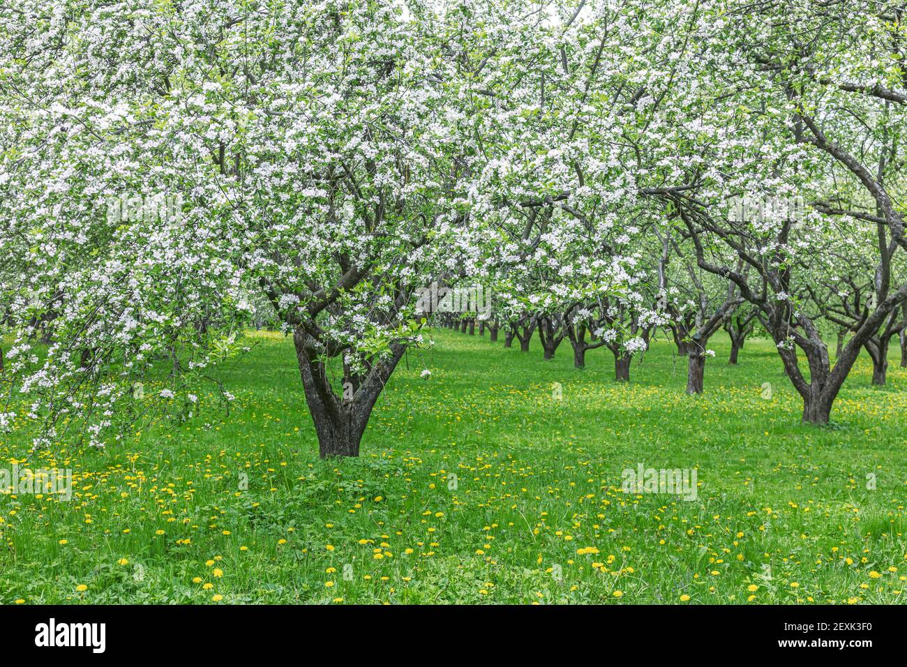 spring orchard. rows of apple trees during blooming Stock Photo