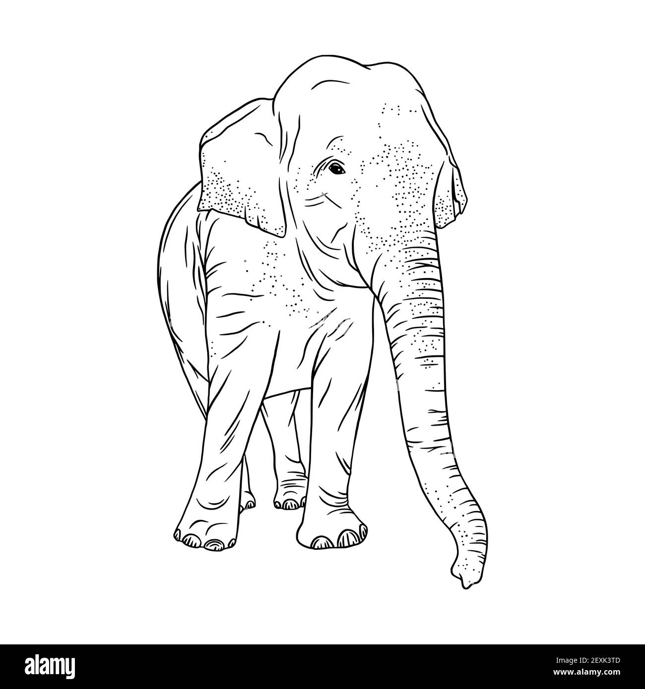 Elephant isolated on white background. Realistic outline elephant. Sketch vector illustration Stock Vector