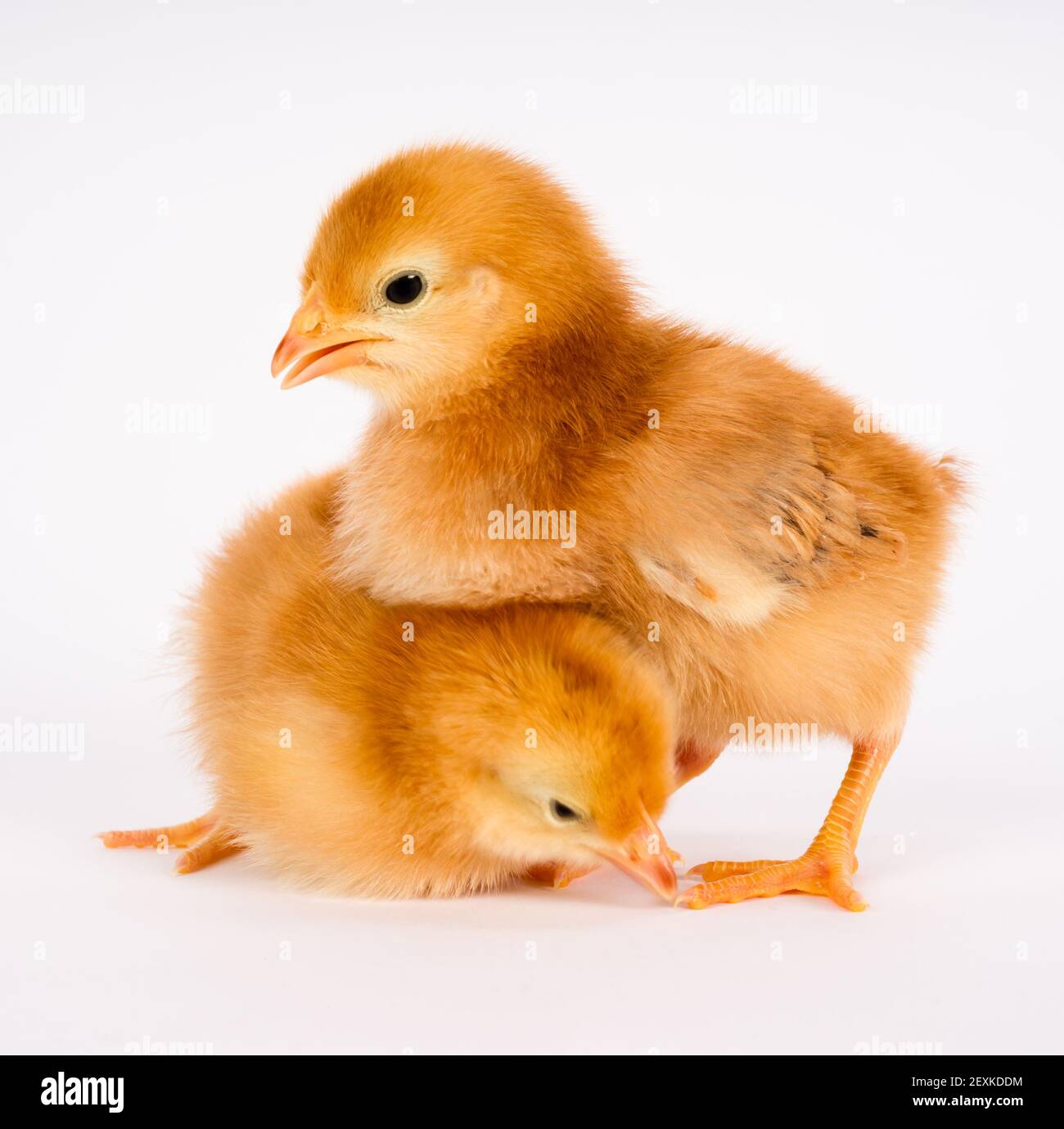 Baby Chick Newborn Farm Chickens Standing White Rhode Island Red Stock