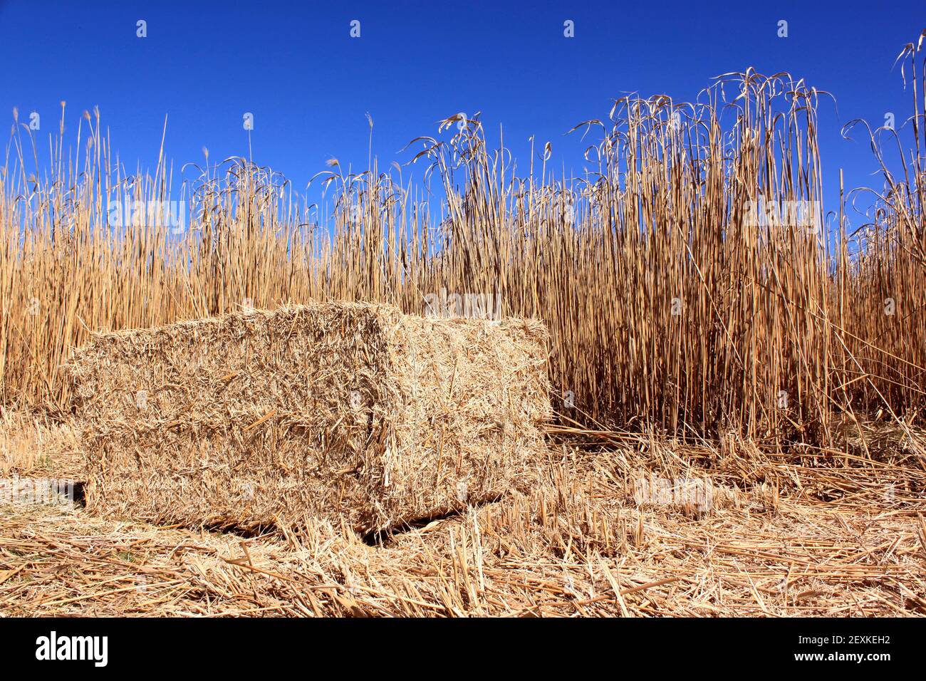 Field of reeds Stock Photo