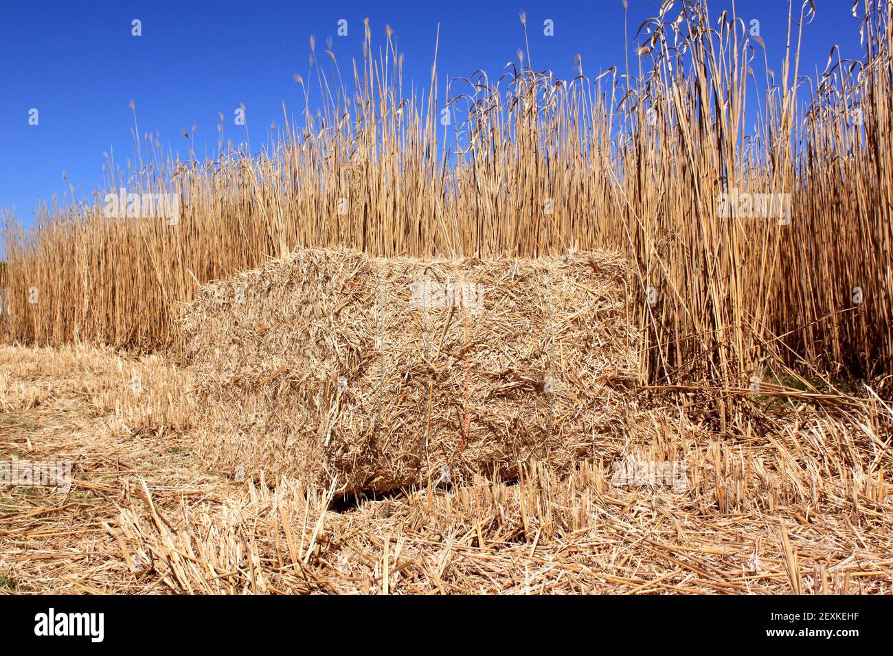 Field of reeds Stock Photo