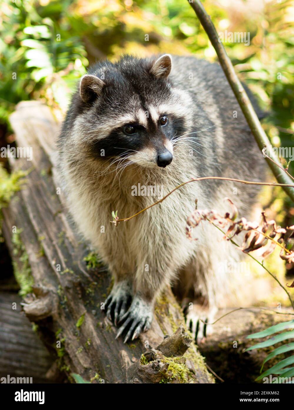 Fallen Racoon Wild Animal Raccoon Foraging Fallen Logs Nature Wildlife Coon Omnivore ...