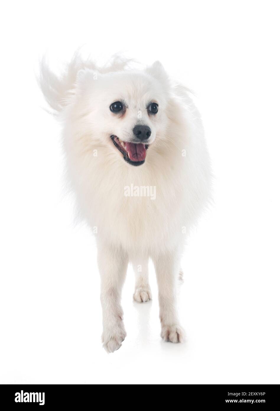 Japanese Spitz In Front Of White Background Stock Photo Alamy Japanese Spitz In Front Of White Background Stock Photo Alamy