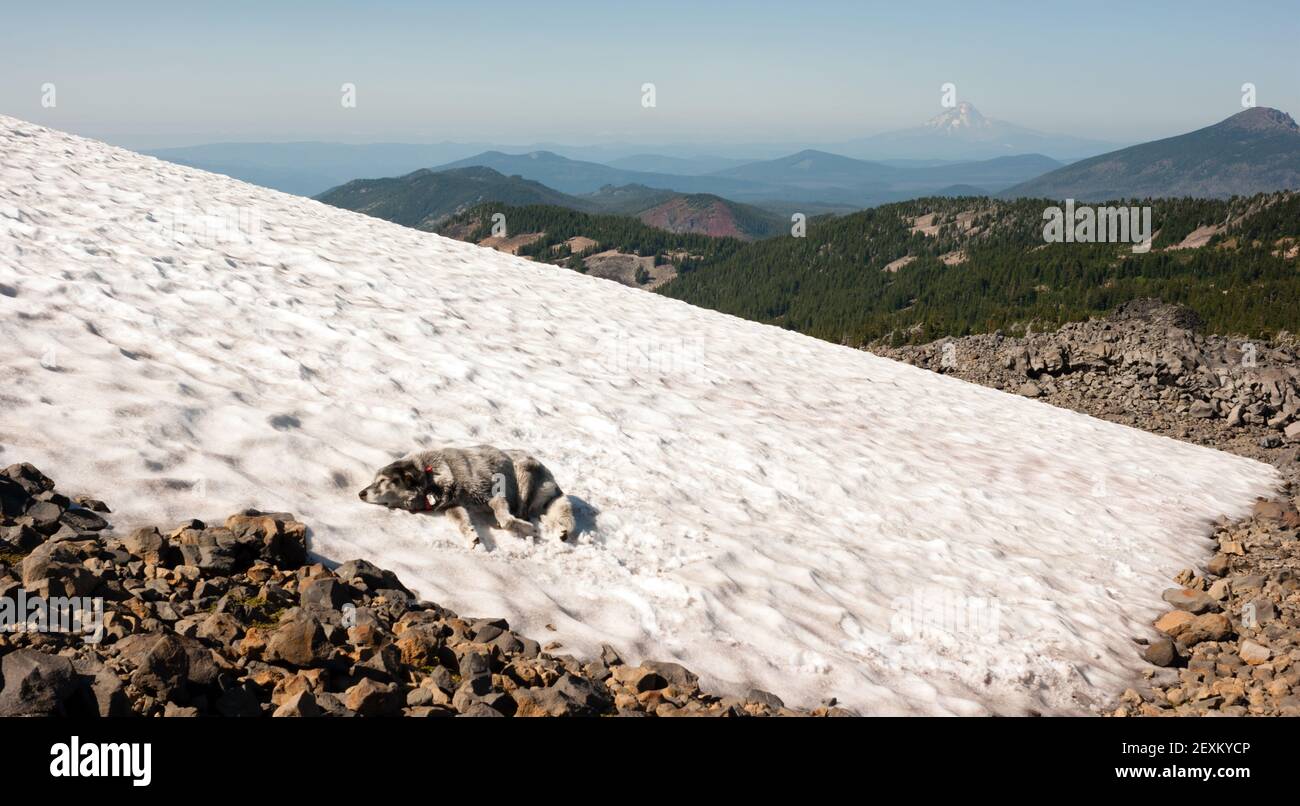 Large Breed Dog Laying Snowfield High Mountain Oregon Cascade Trail Stock Photo