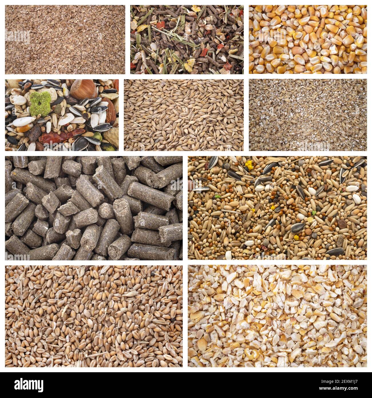 composite picture of cereals for animal food Stock Photo