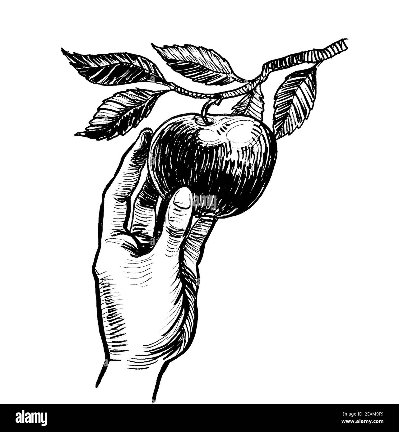 Hand picking apple fruit. Ink black and white drawing Stock Photo