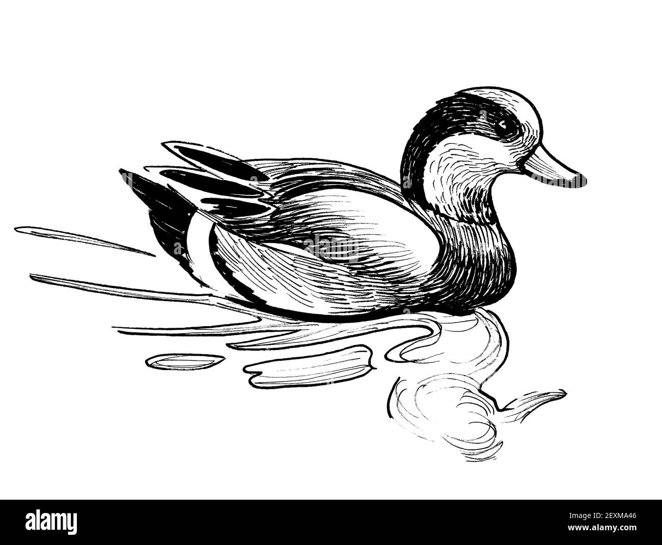 Swimming duck Outline Drawing Images, Pictures