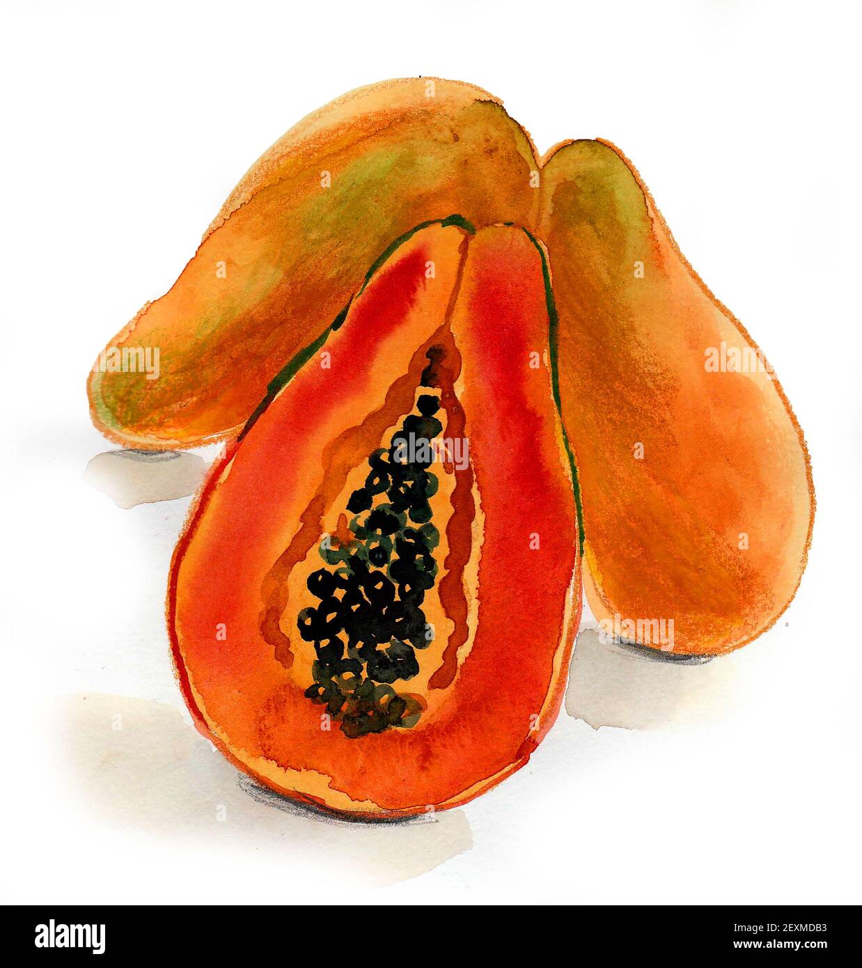 Three papaya fruits on white background. Ink and watercolor drawing