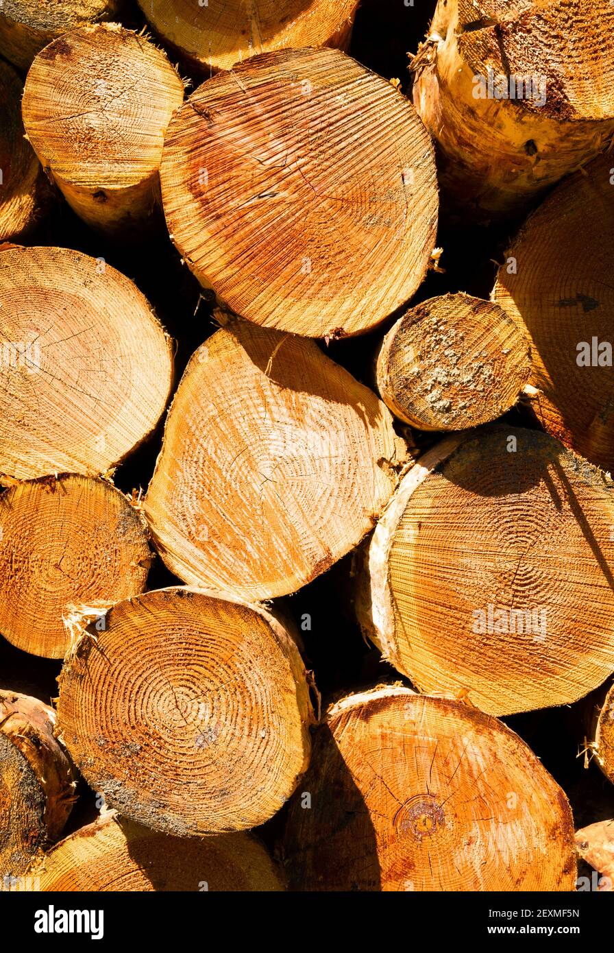 Timber Wood Log Lumber Processing Plant Riverside Columbia River Stock