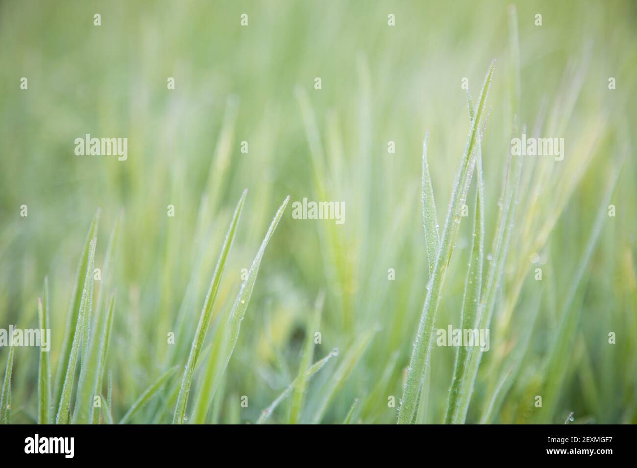 Long grass with morning dew droplets Stock Photo