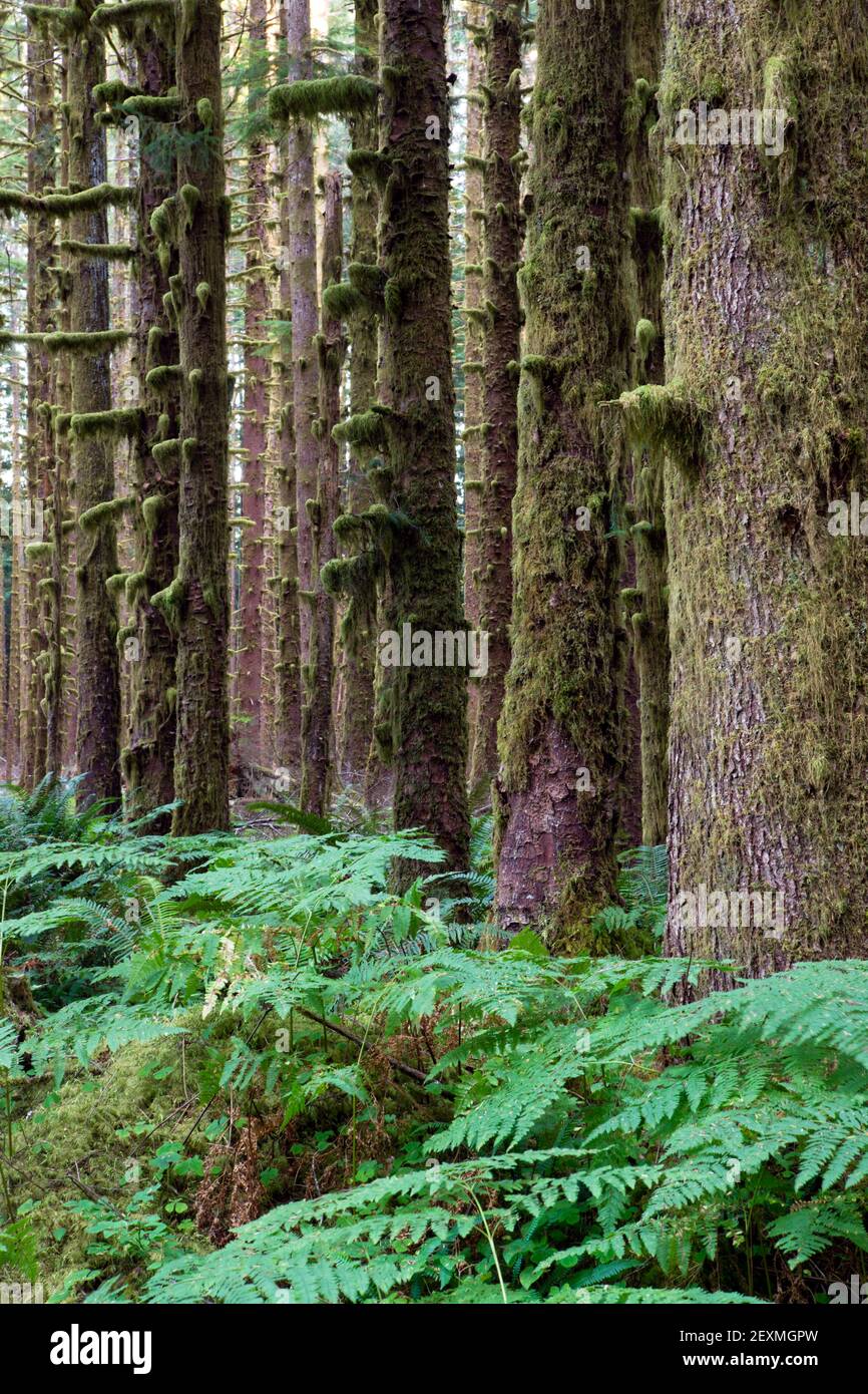 Hoh Rainforest Spruce Hemlock Cedar Trees Fern Groundcover Stock Photo