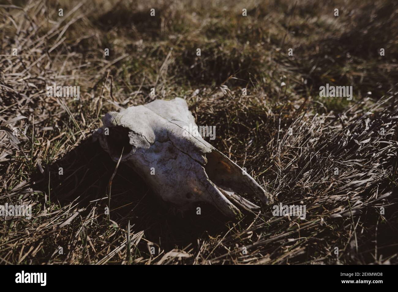 Details with the skull of a cow in the grass Stock Photo