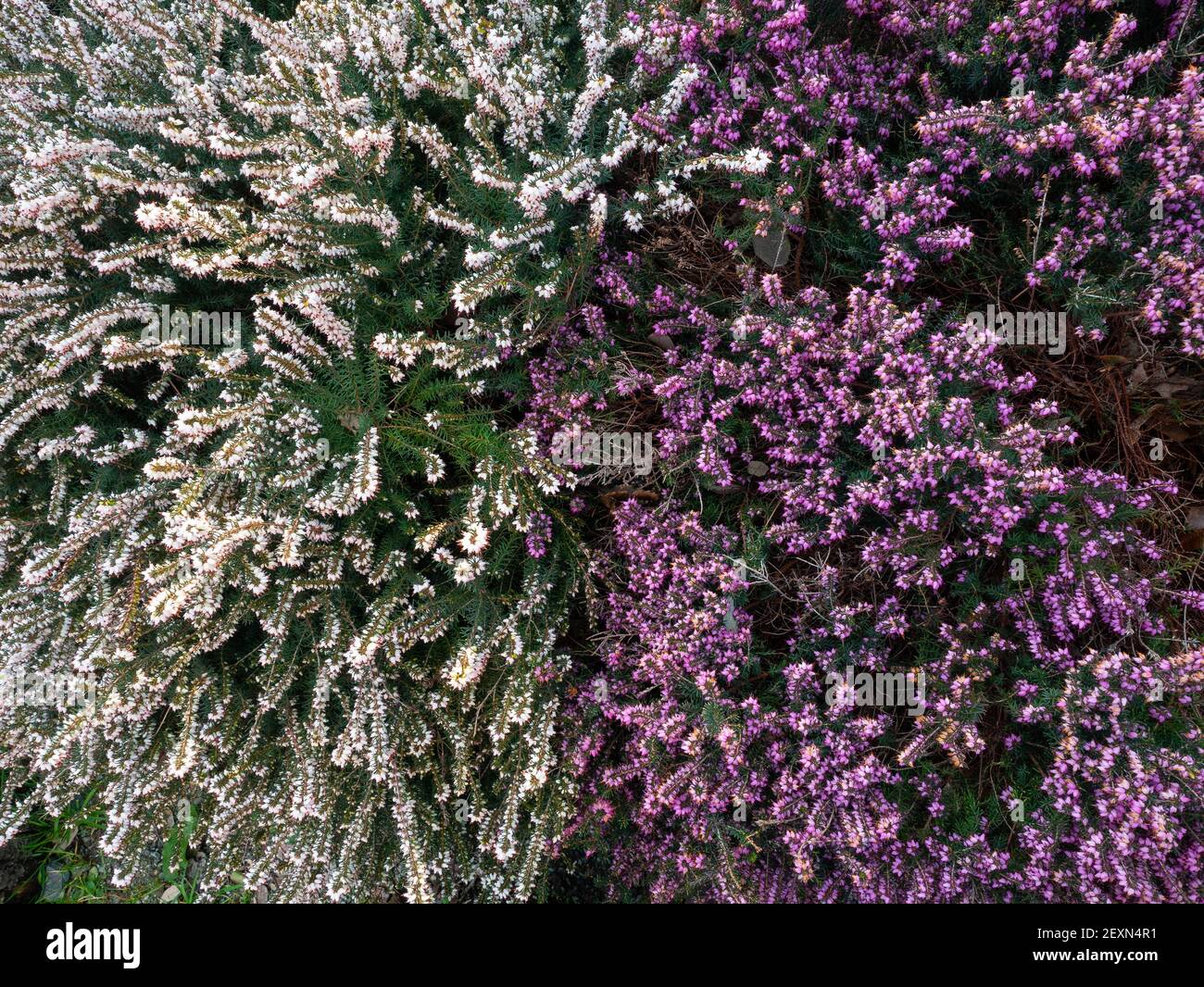 heather plants with white and pink flowers viewed from above Stock Photo