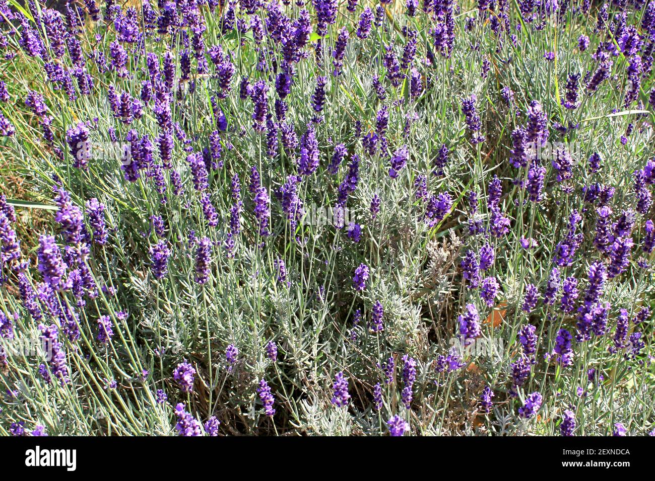 Field of lavender Stock Photo