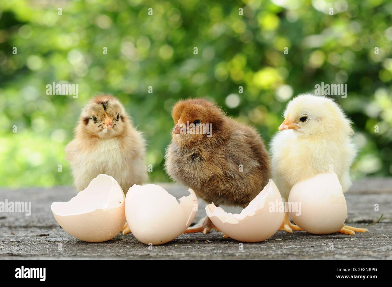 Small chicks and egg shells Stock Photo