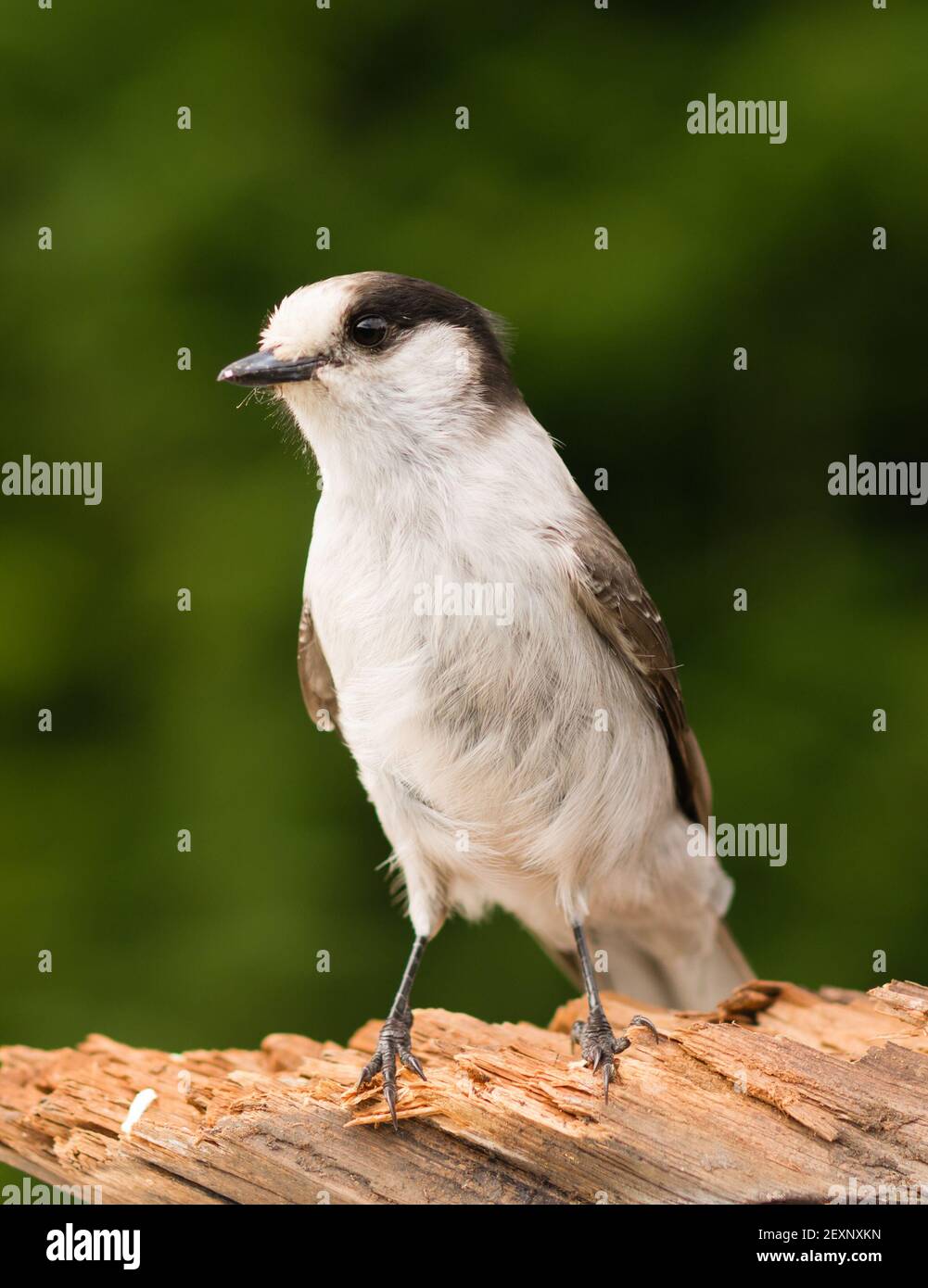 Grey Jay Whiskey Jack Bird Watching Animal Wildlife Stock Photo - Alamy