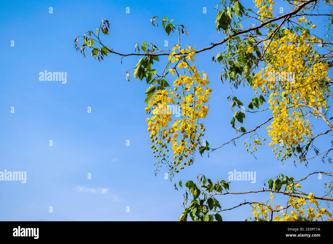 Golden shower tree yellow colored flowers bloom hanging on tree branch. Copy space with selective focus used and blue sky background. Stock Photo