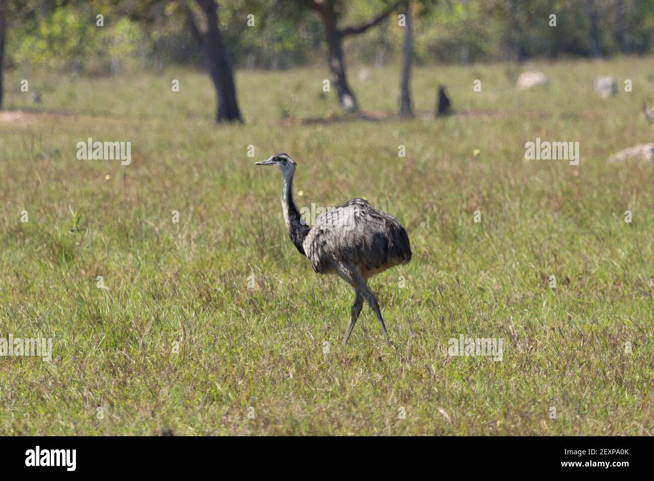 The flightless Nandu between green gras on the Transpantaneira in the northern Pantanal in Mato Grosso, Brazil Stock Photo