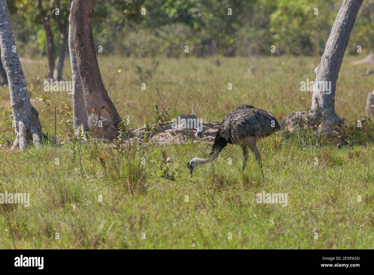 A Nandu in the northern Pantanal in Mato Grosso, Brazil Stock Photo