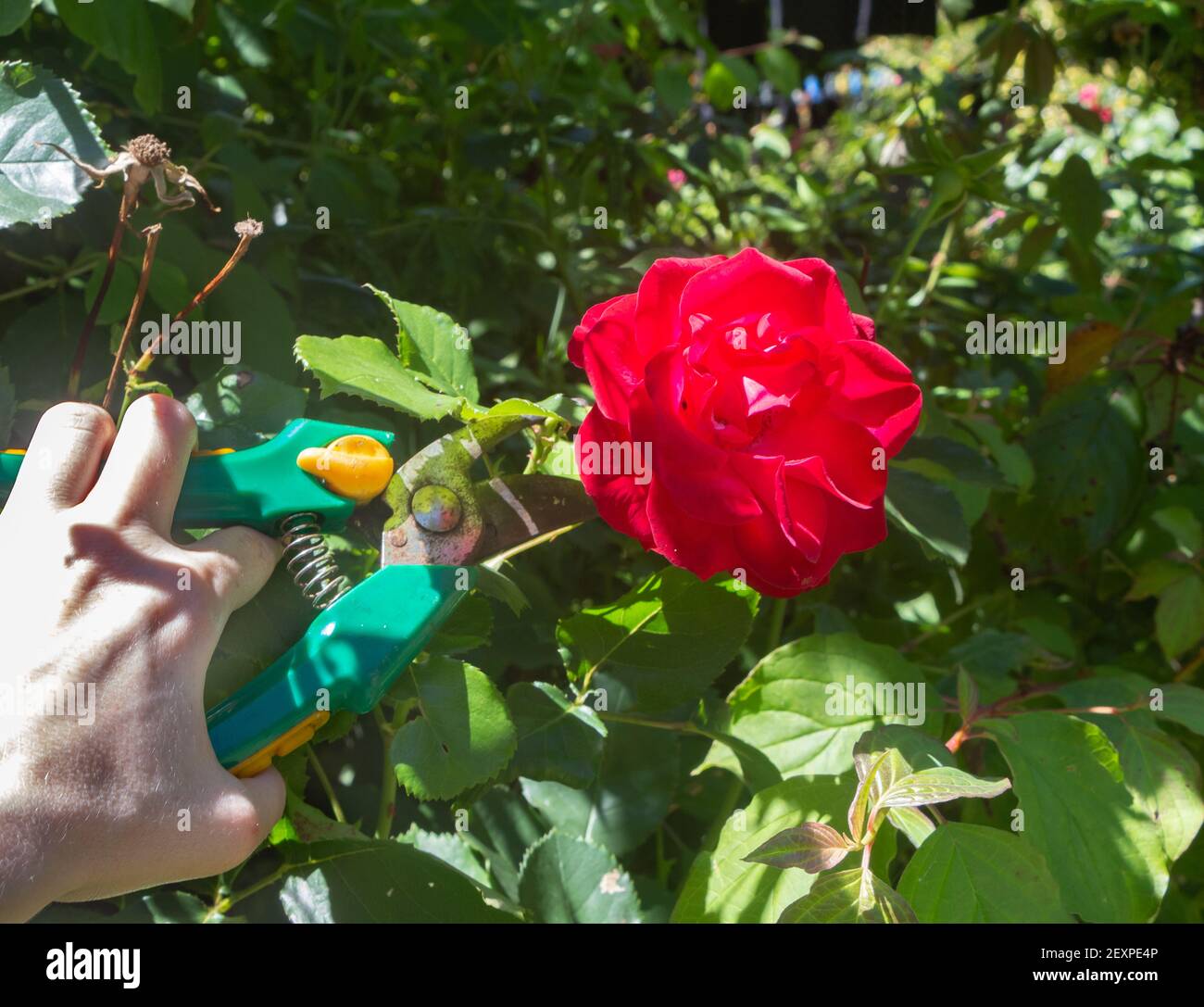 Cut garden rose stem hires stock photography and images Alamy