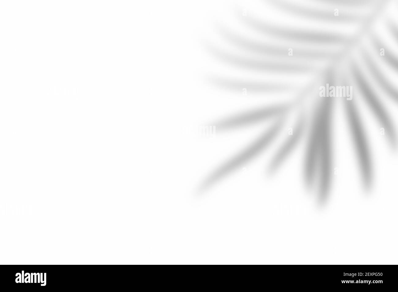 Shadow of leaf overlay on white texture background. Use for decorative product presentation. Stock Photo