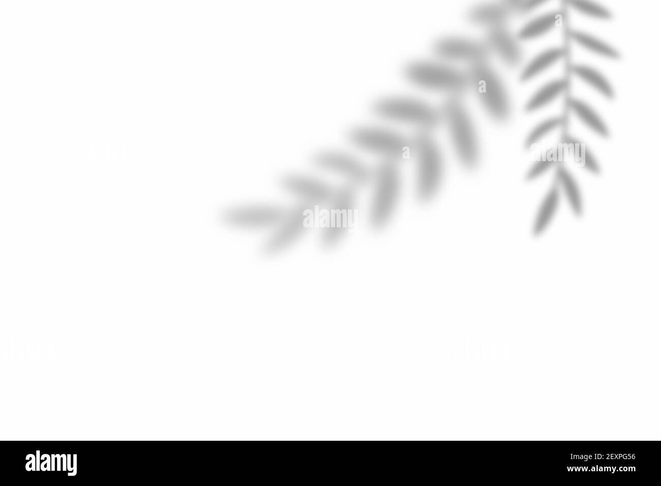 Shadow of leaf overlay on white texture background. Use for decorative product presentation. Stock Photo