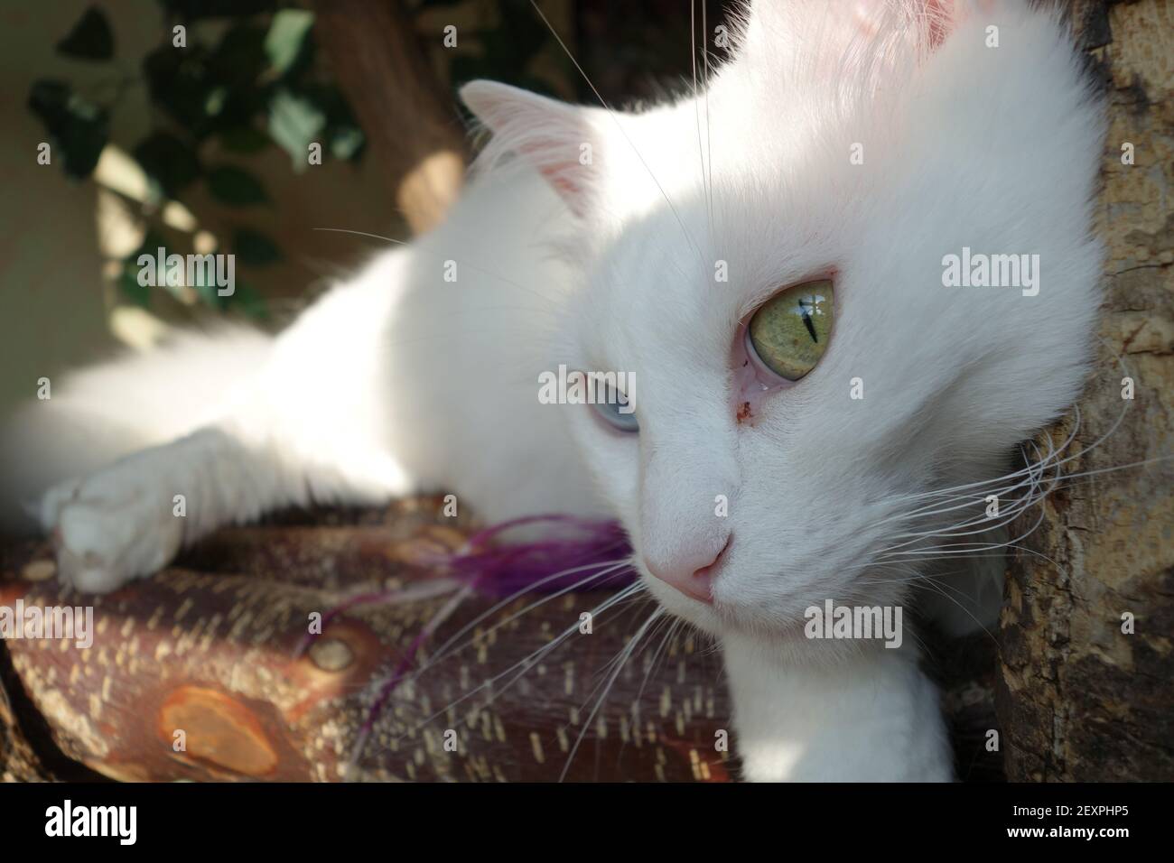 A closeup of a white cat with beautiful blue and green eyes outdoors ...