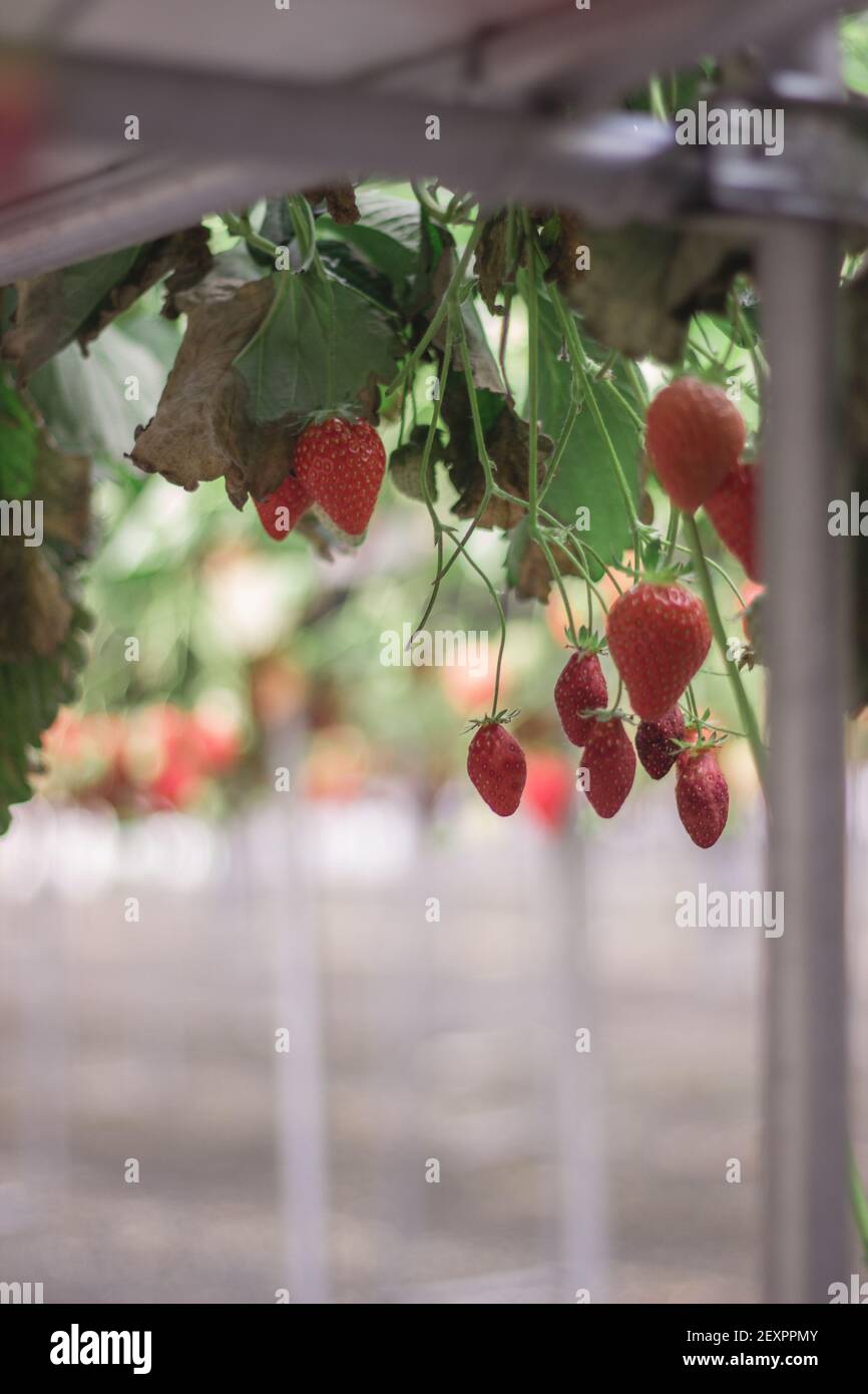 Selective focus vertical shot hi-res stock photography and images - Alamy