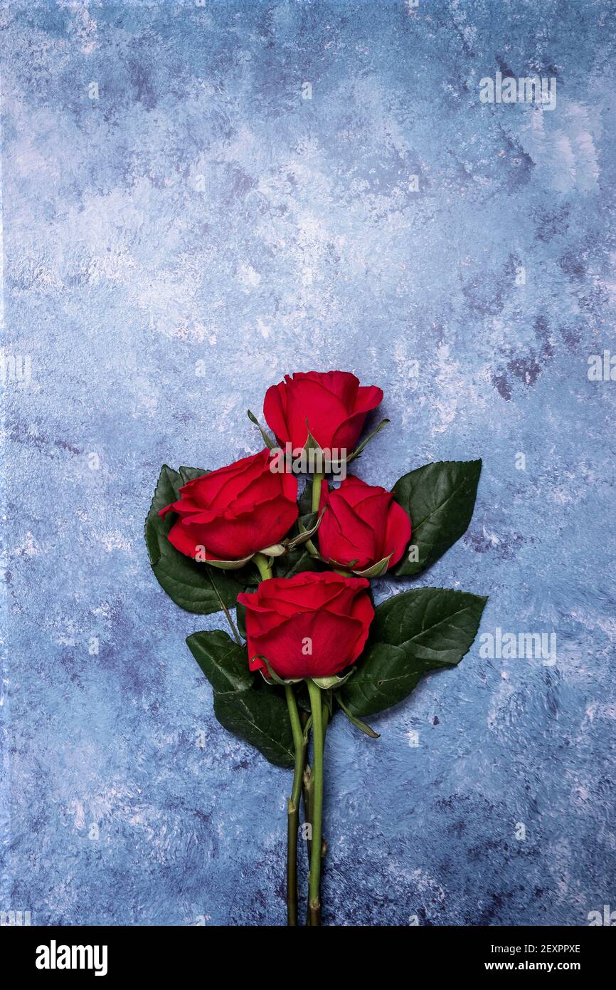 Red roses on a textured blue background with copy space and room for ...