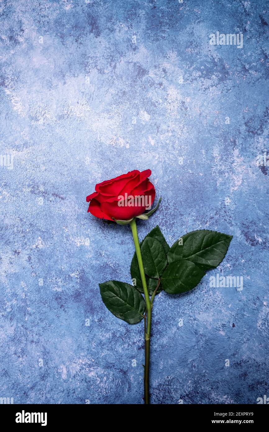 Red roses on a textured blue background with copy space and room for ...