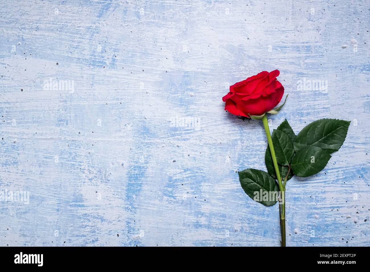 Red roses on a textured blue background with copy space and room for ...