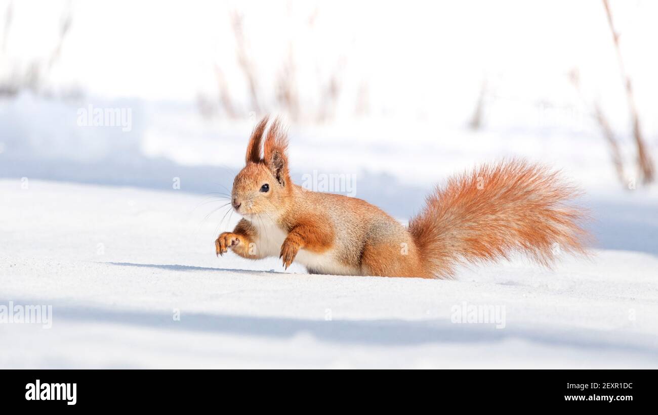 Tamia Sciurus hudsonicus red squirrel on white snow. Stock Photo