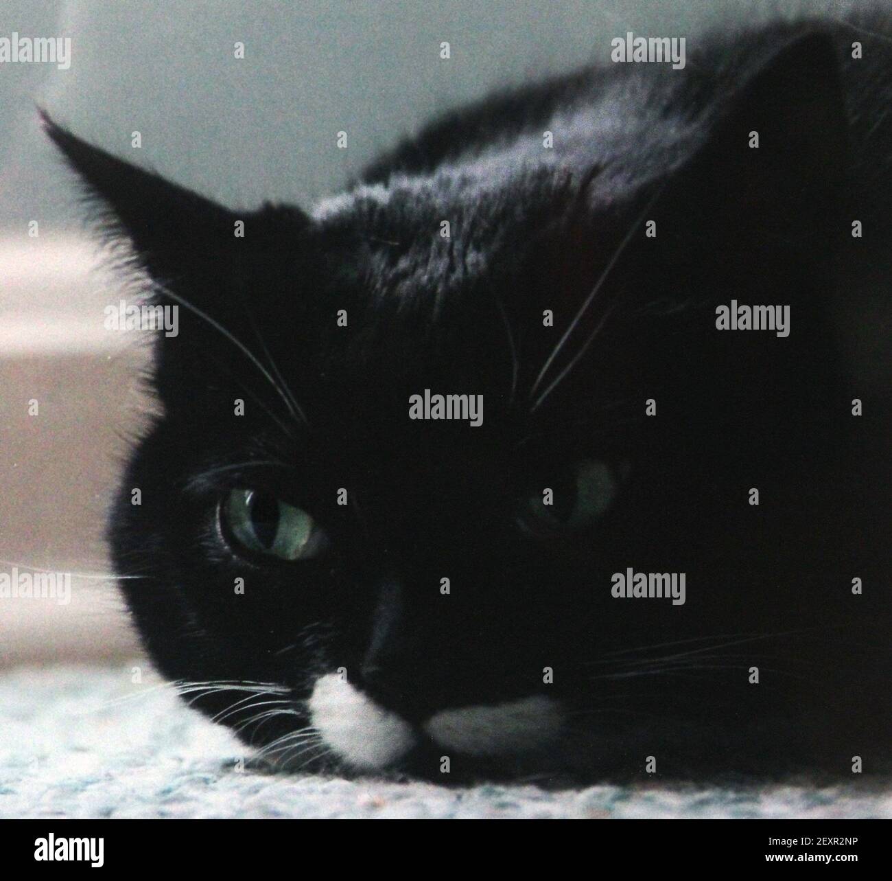 A recent study has confirmed what cat owners have long known, cats 