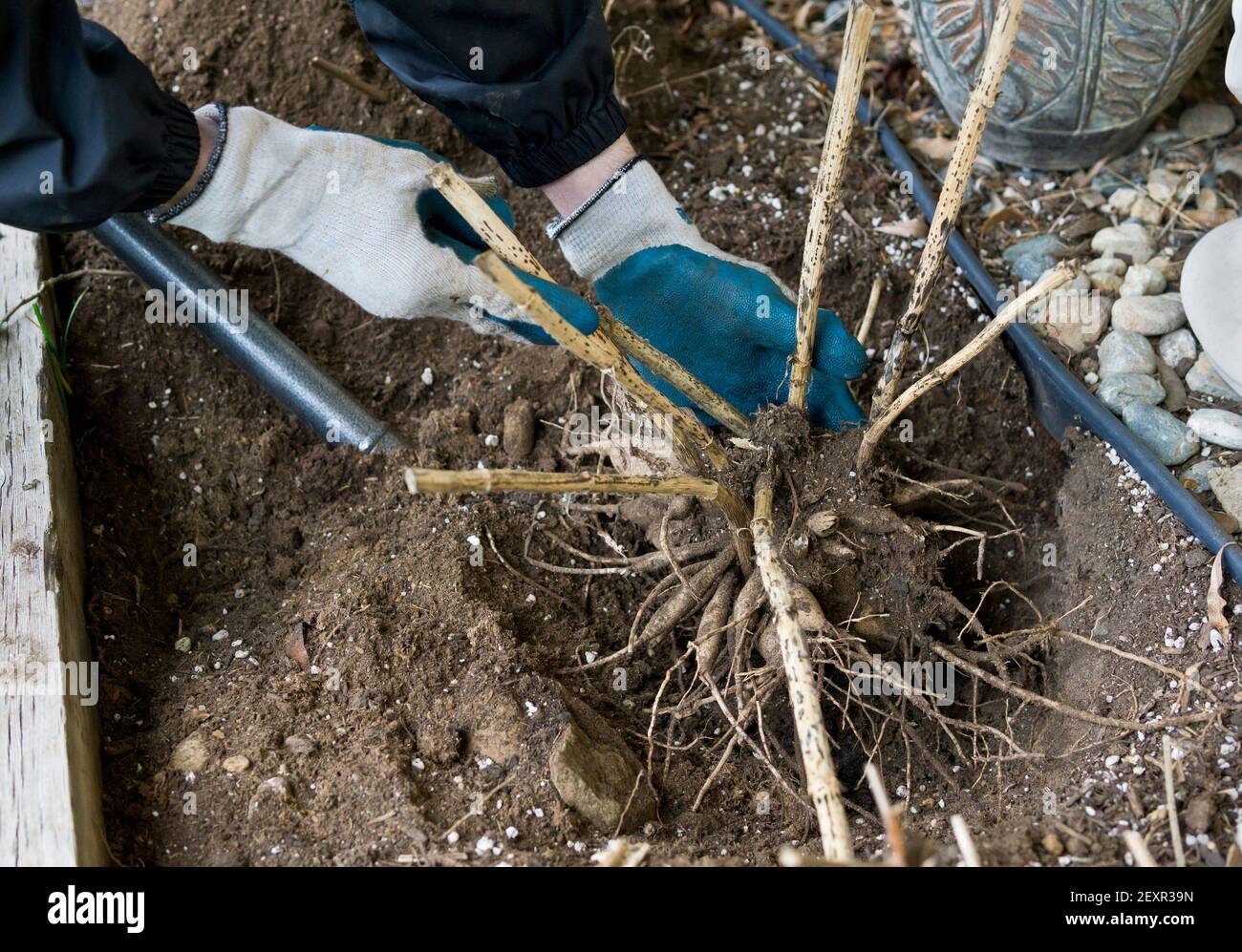 Gardener removing dahlia tubers dug out of the garden at the end of the