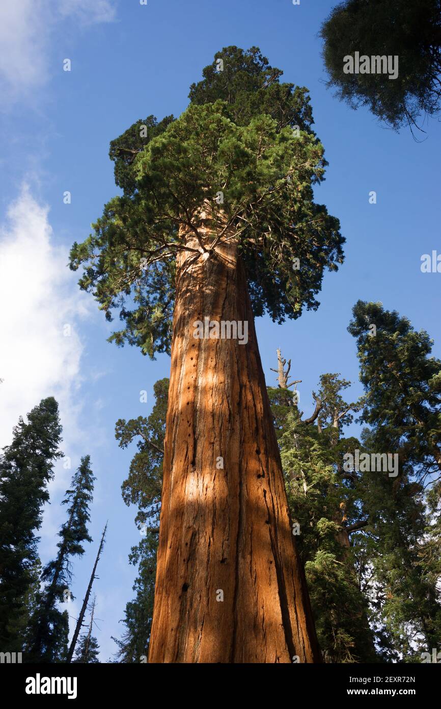 Giant Ancient Trees Stuff Youtube