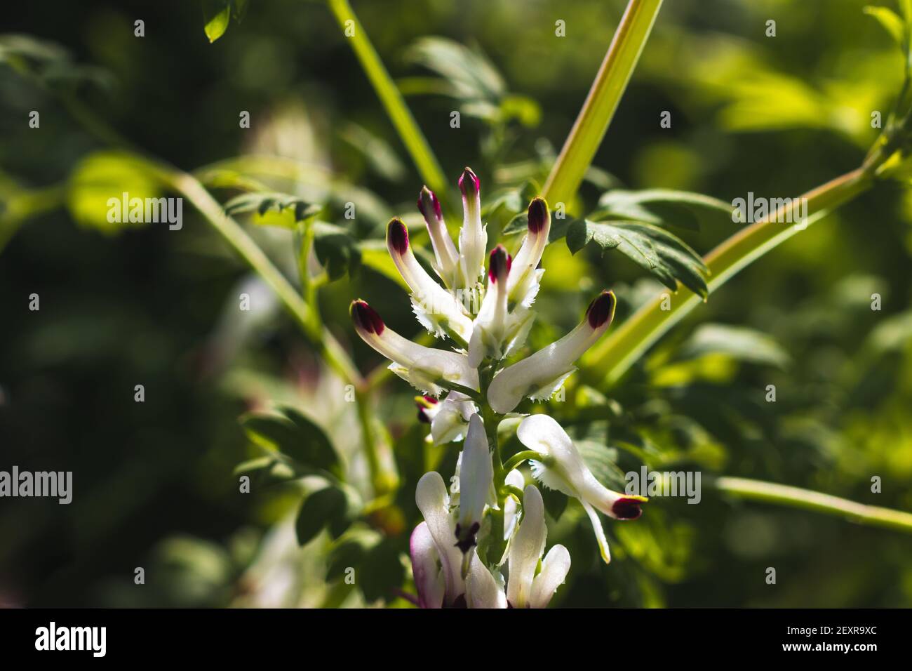 Close-up of Fumaria capreolata, the white ramping fumitory, white and purple flower on a blurred dark green background Stock Photo
