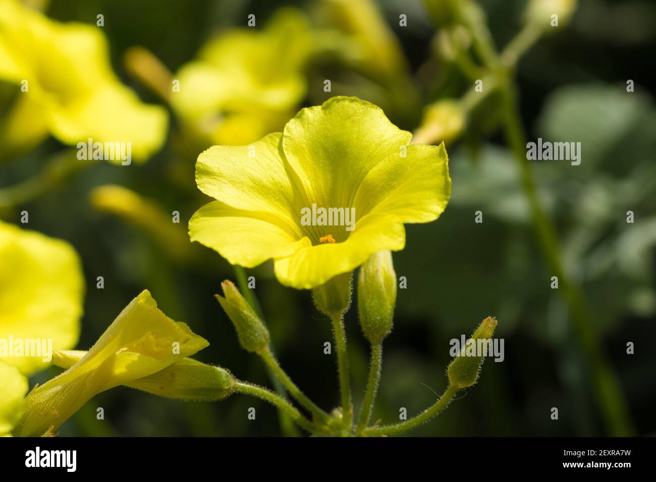 Yellow flowers of Bermuda buttercup, blurred background Stock Photo