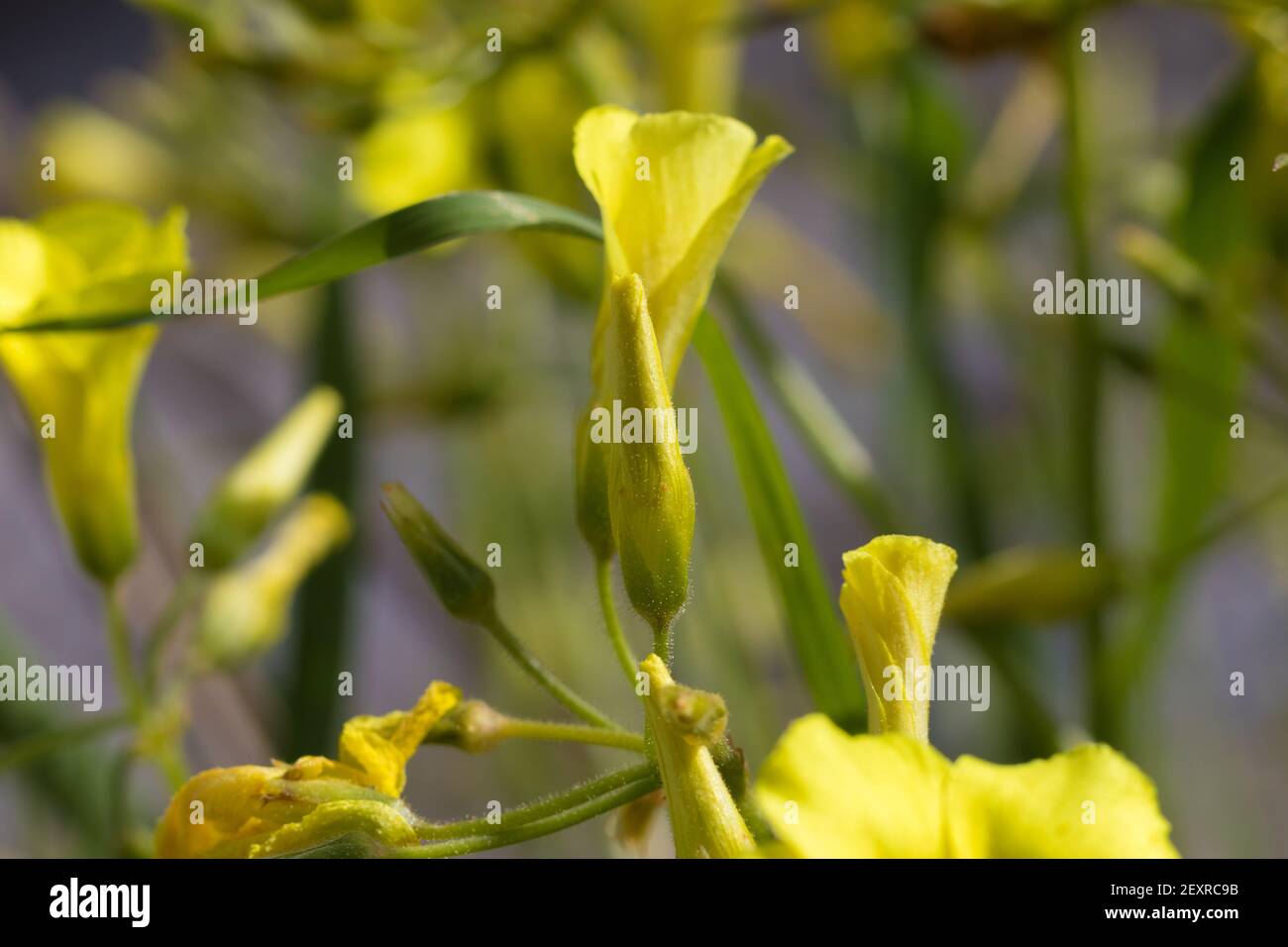 Yellow flowers of Bermuda buttercup, blurred background Stock Photo