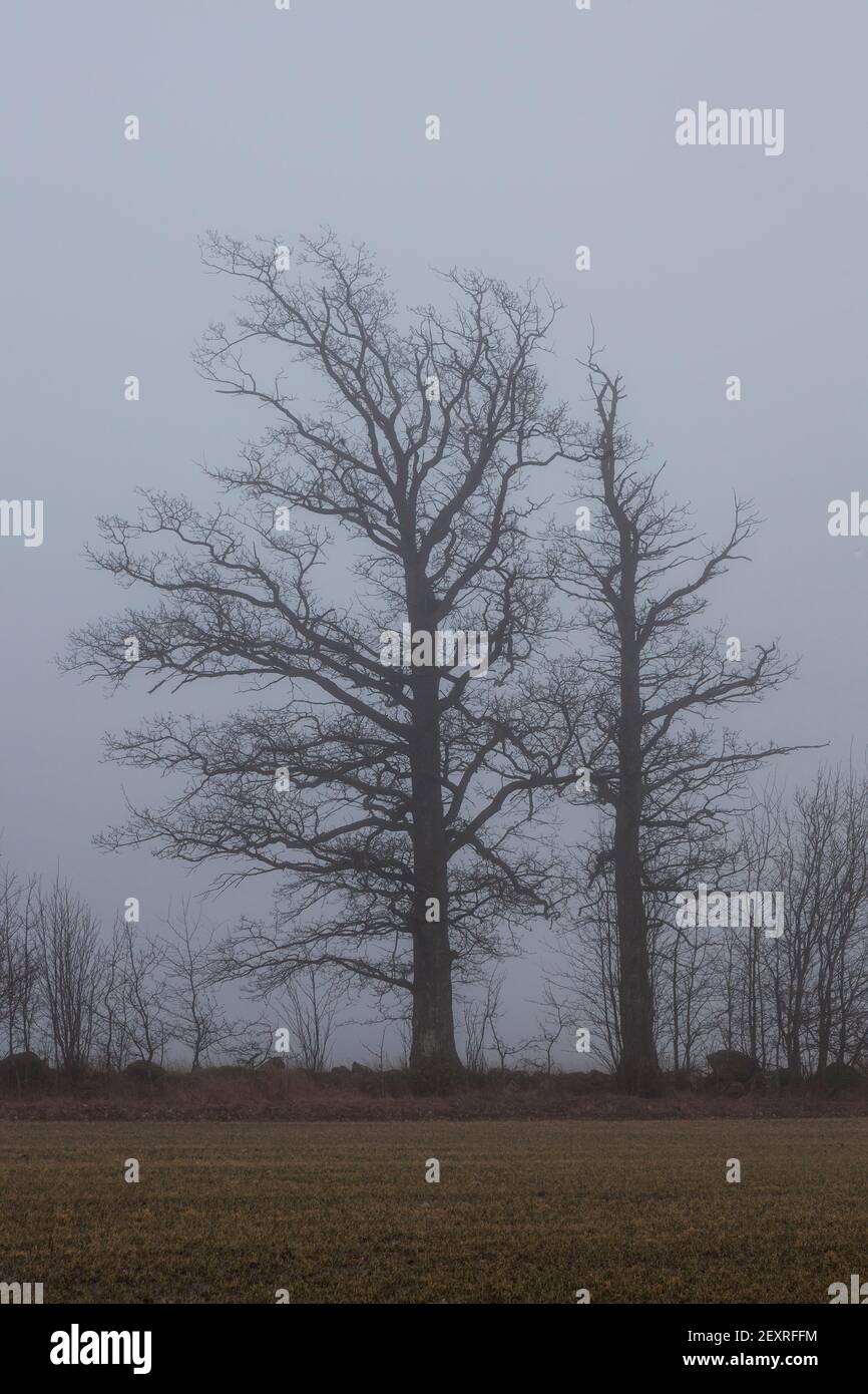 Old growth oak trees on a foggy winter day at Dilling in Rygge, Østfold, Norway. Stock Photo