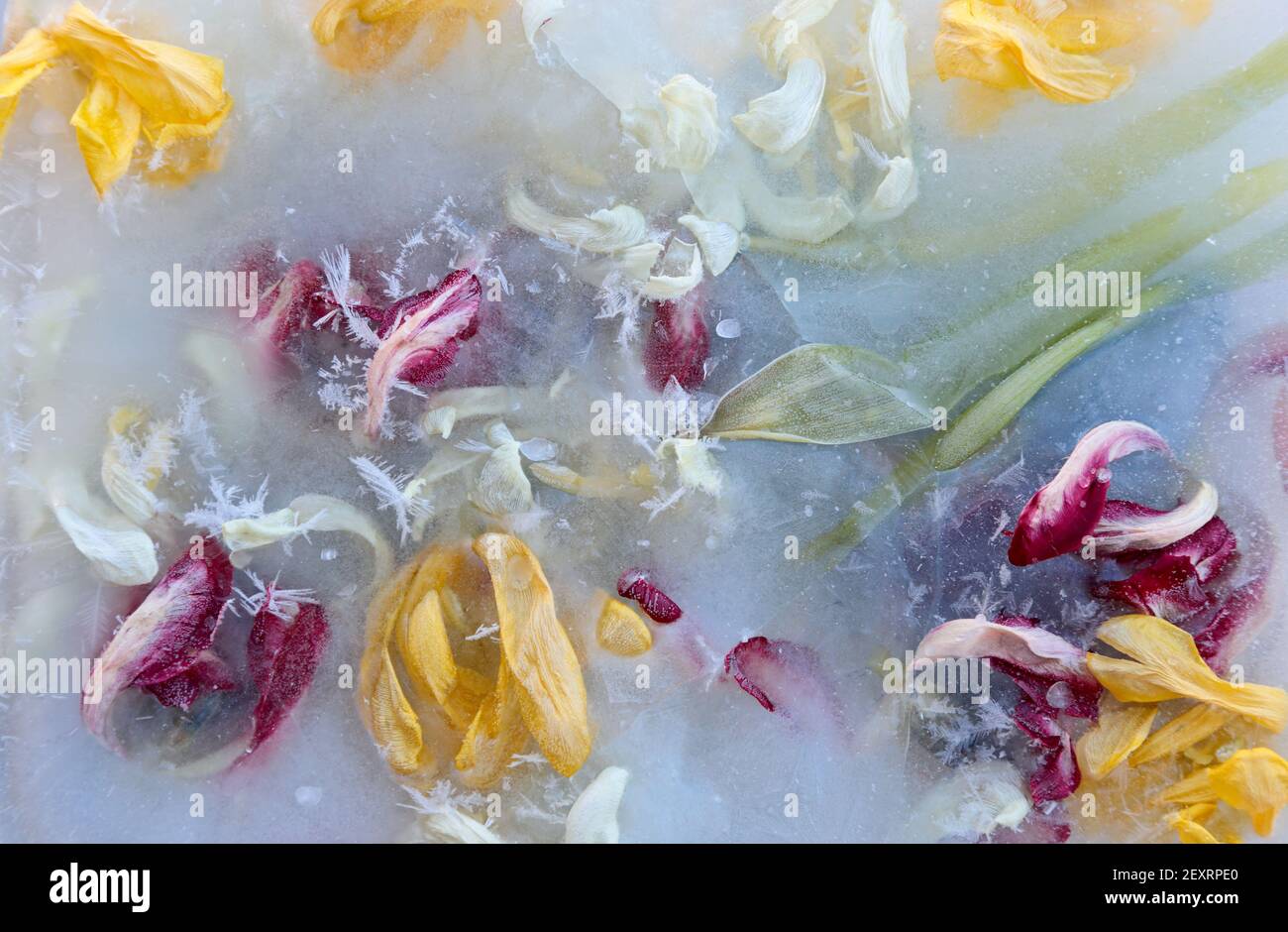 Red, yellow and white tulip petals in ice Stock Photo