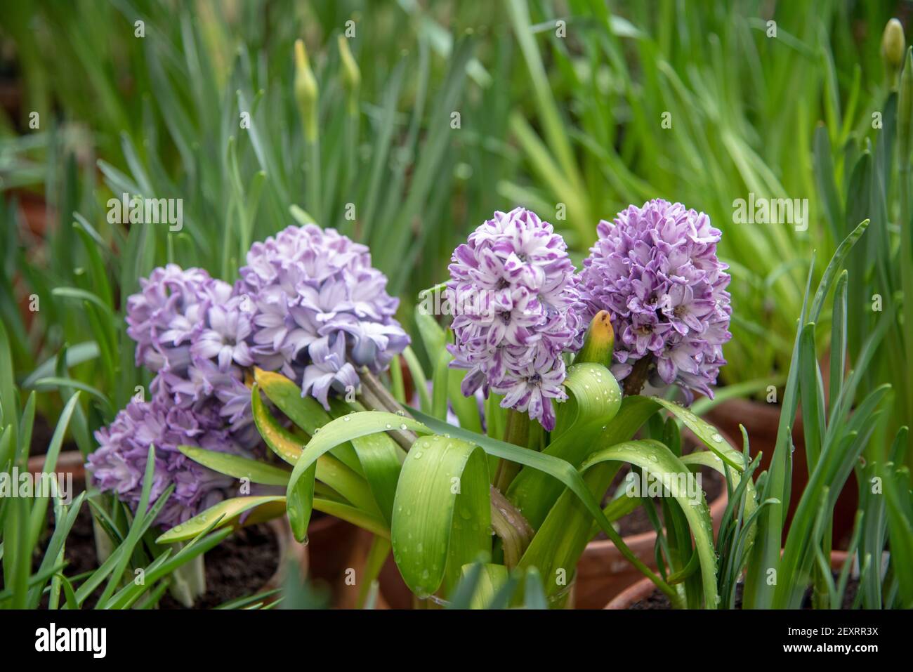 Delicate lilac hyacinths on a background of lush green foliage. Stock Photo