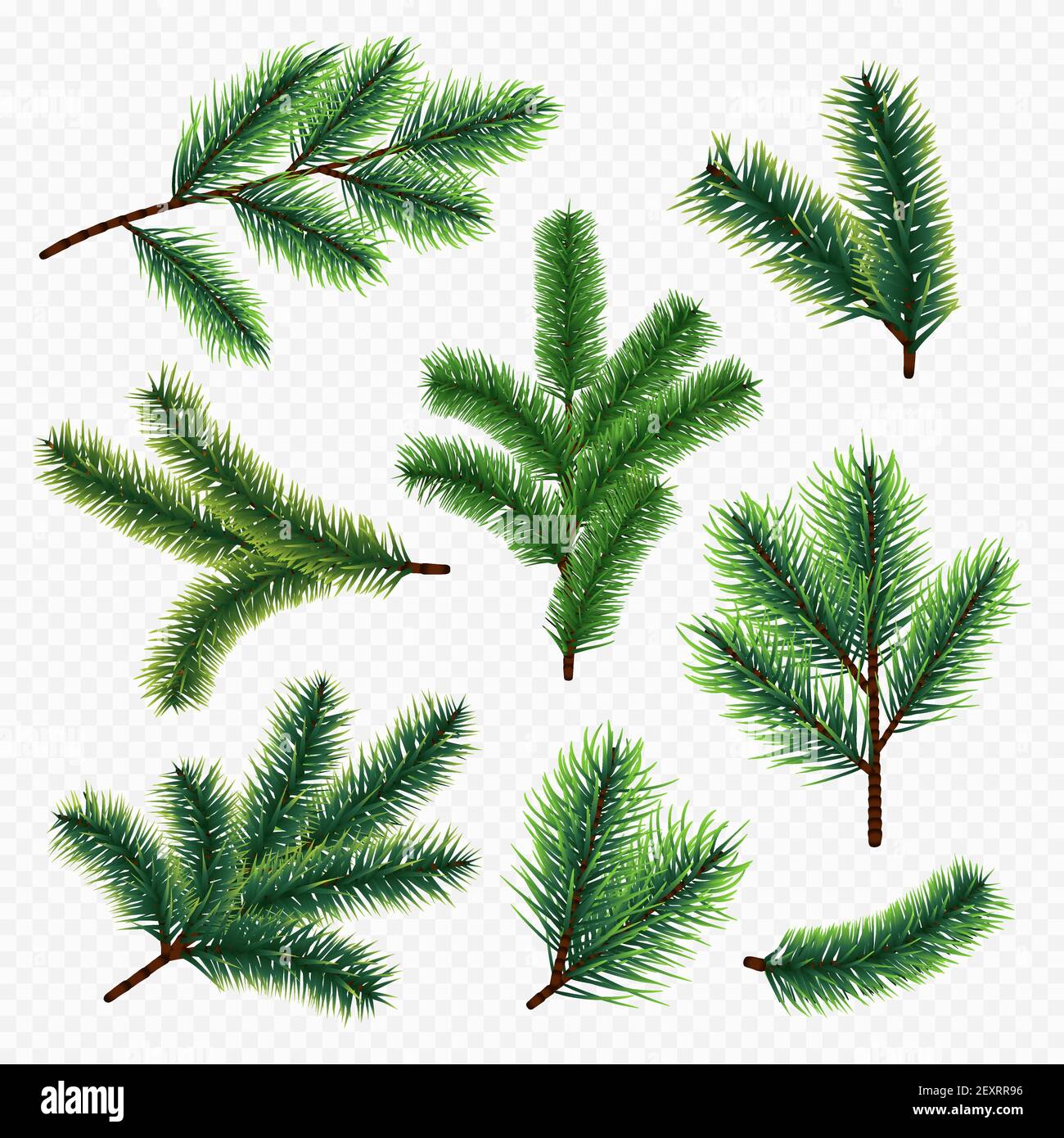Vector fir tree branches isolated on transparent background. Branch tree, fir evergreen twig to xmas holiday illustration Stock Vector