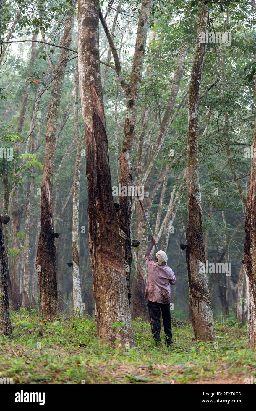 Indian Farmer rubber tapping rubber tree in tamil nadu on a misty