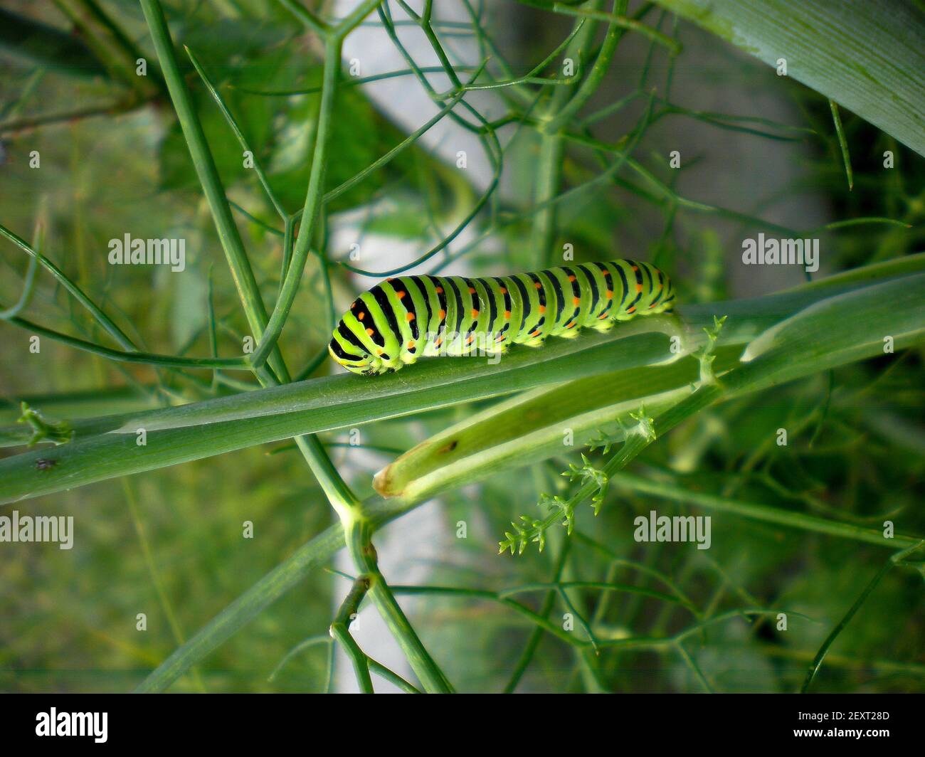 A selective focus of a green caterpillar with orange spots on a green