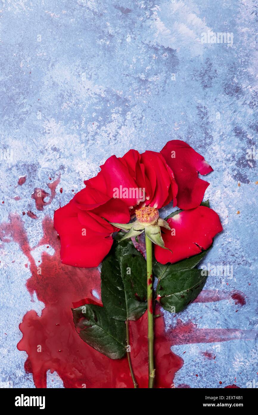 Rose of blood hi-res stock photography and images - Alamy