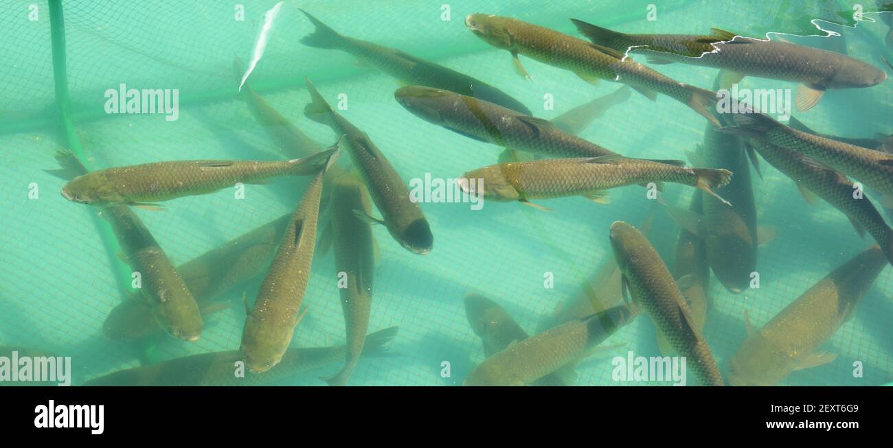 Grass carp fish, Ctenopharyngodon idella are sold live from the