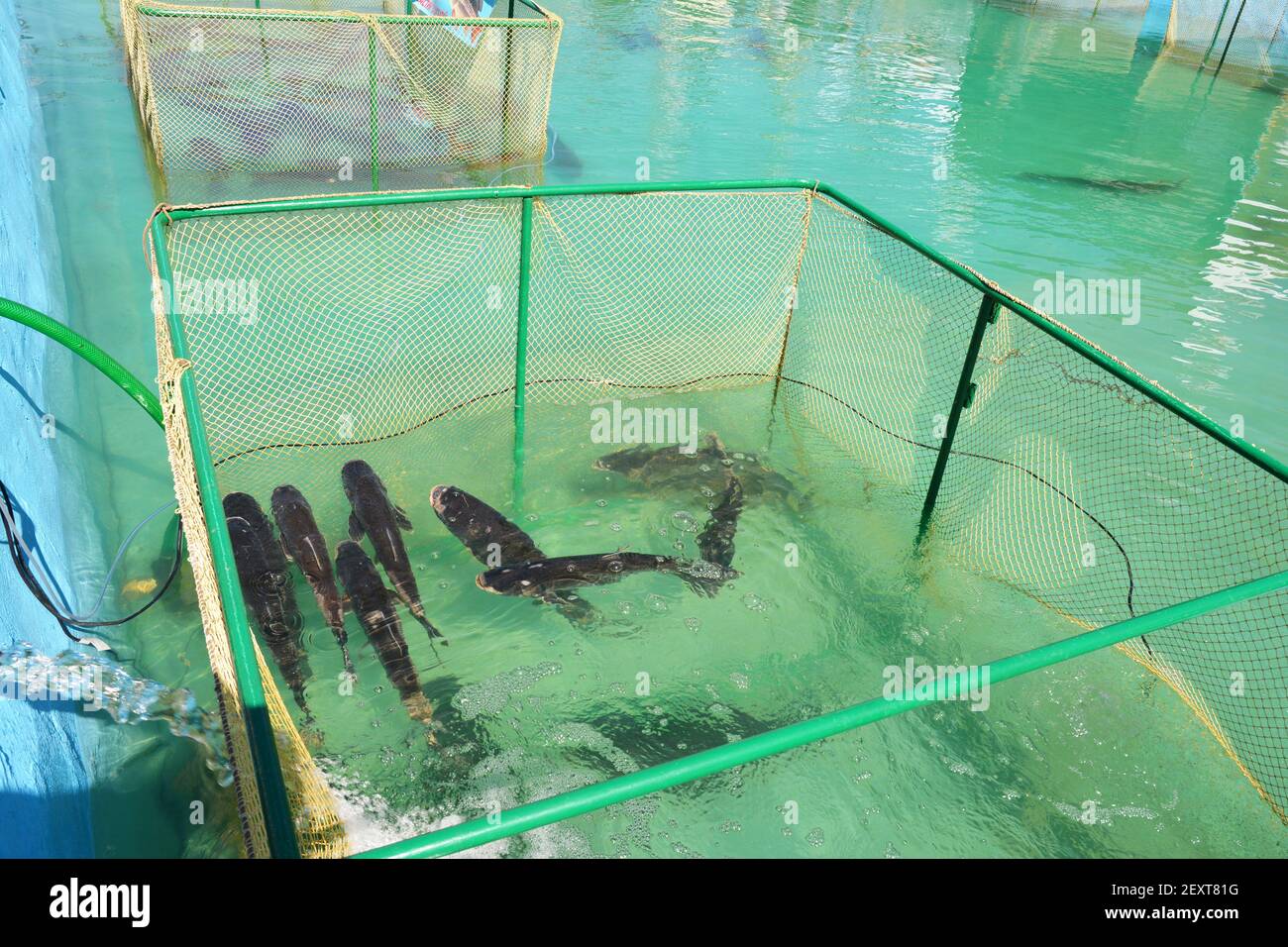 Fish farming in tanks, a net cage as a form of aquaculture, when fish, grass carp, Ctenopharyngodon idella is raised to be sold for food. Fish farming Stock Photo