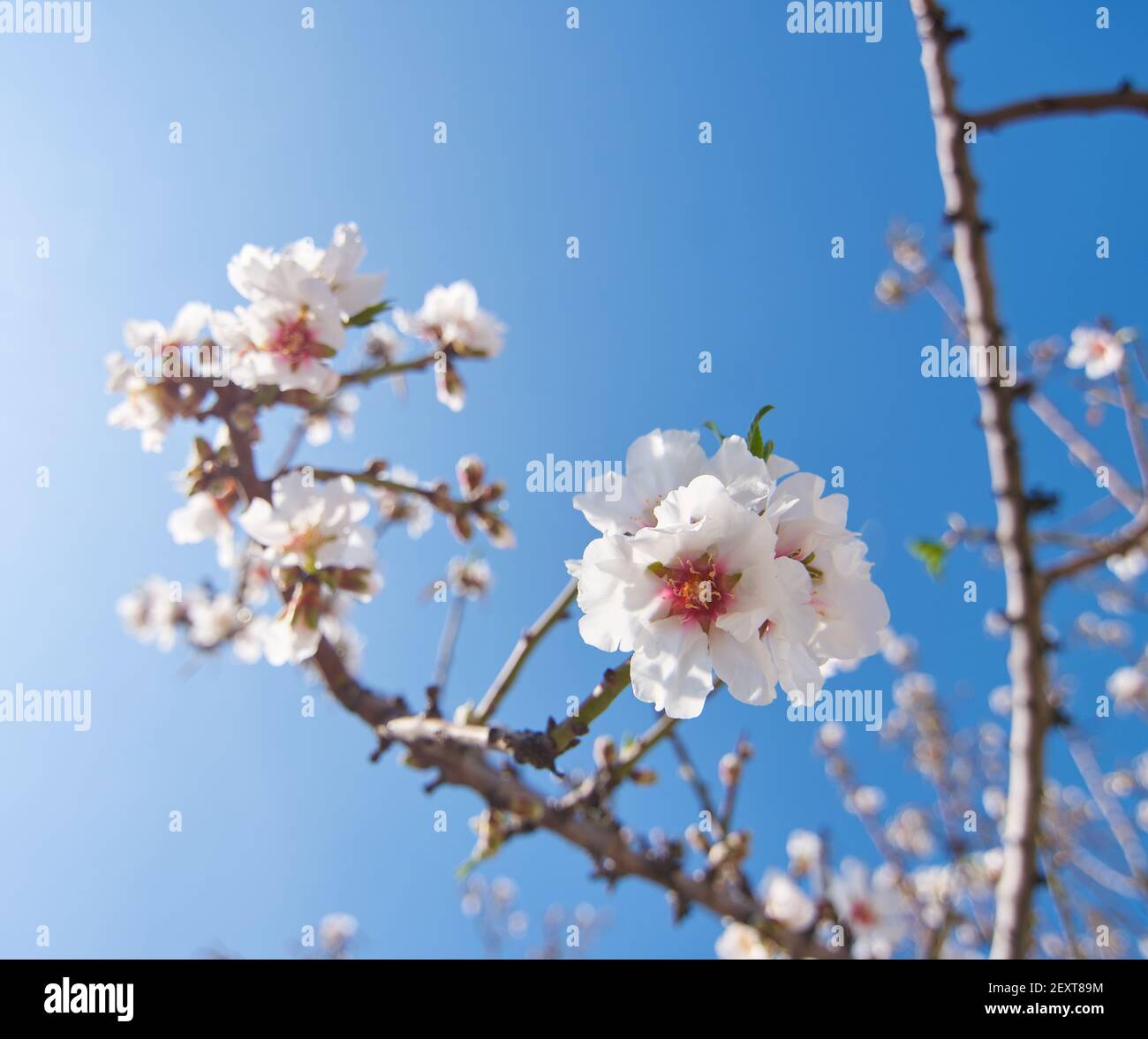 A closeup of cherry blossoms on tree branches under a clear blue sky ...